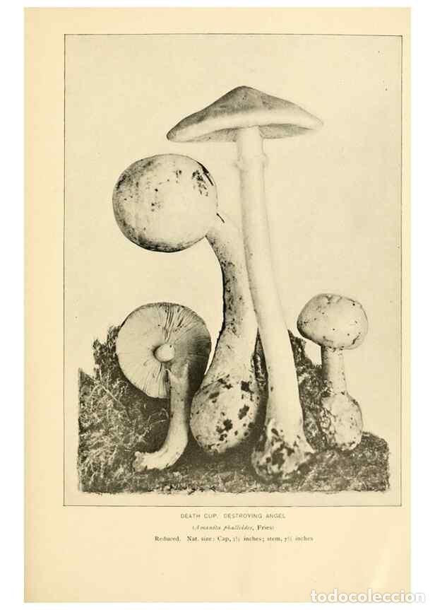 Collection Magazines and Newspapers: Reproducci&oacute;n/Reproduction 49345758071: The mushroom book.. New York,Doubleday, Page,1901.. - Marshal
