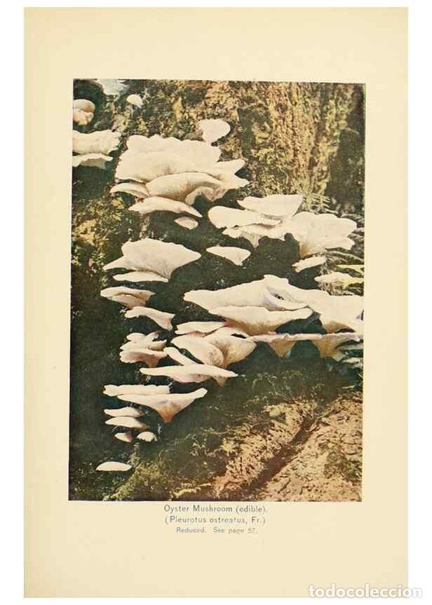 Collection Magazines and Newspapers: Reproducci&oacute;n/Reproduction 49345760191: The mushroom book.. New York,Doubleday, Page,1901.. - Marshal