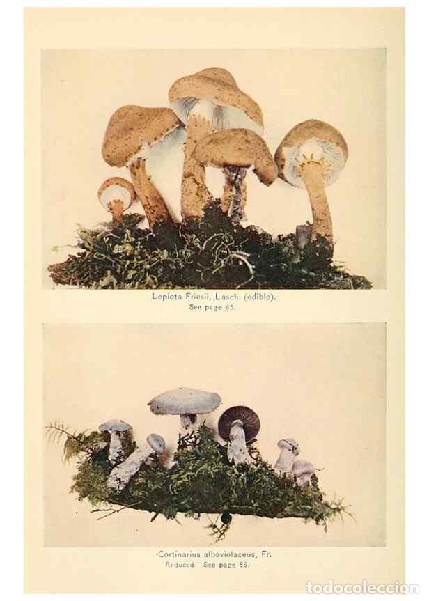 Collectionnisme de Revues et Journaux: Reproducci&oacute;n/Reproduction 49345300938: The mushroom book.. New York,Doubleday, Page,1901.. - Marshal