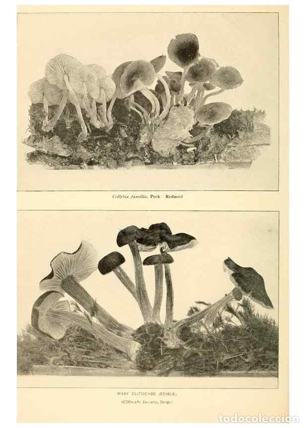 Collection Magazines and Newspapers: Reproducci&oacute;n/Reproduction 49345301348: The mushroom book.. New York,Doubleday, Page,1901.. - Marshal