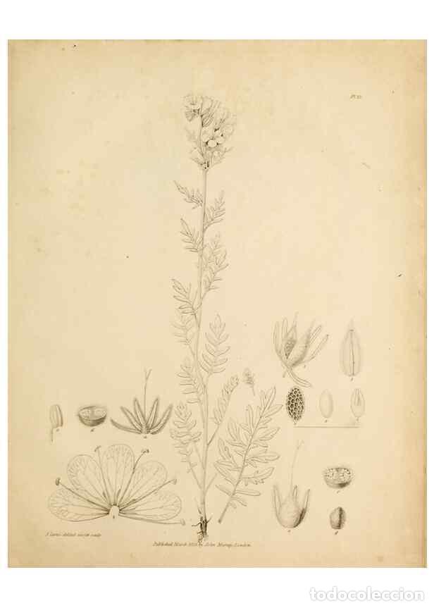 Sammeln von Zeitschriften und Zeitungen: Reproducci&oacute;n/Reproduction 49233850071: Botanical appendix /. London :s.n.,1823?. - Richardson, John,