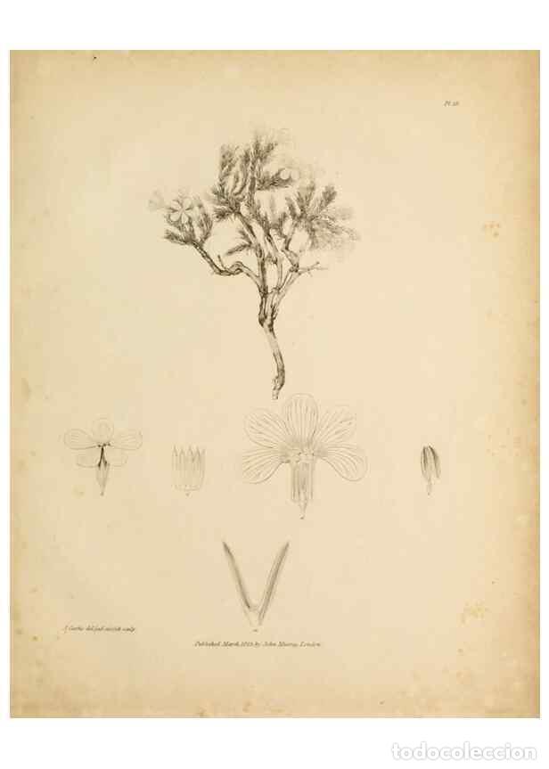 Sammeln von Zeitschriften und Zeitungen: Reproducci&oacute;n/Reproduction 49233387968: Botanical appendix /. London :s.n.,1823?. - Richardson, John,