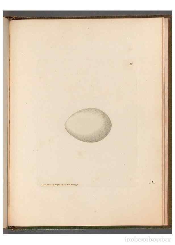 Sammeln von Zeitschriften und Zeitungen: Reproducci&oacute;n/Reproduction 49055514361: The birds of Great Britain,. 1795-1801.. - Lewin, William,