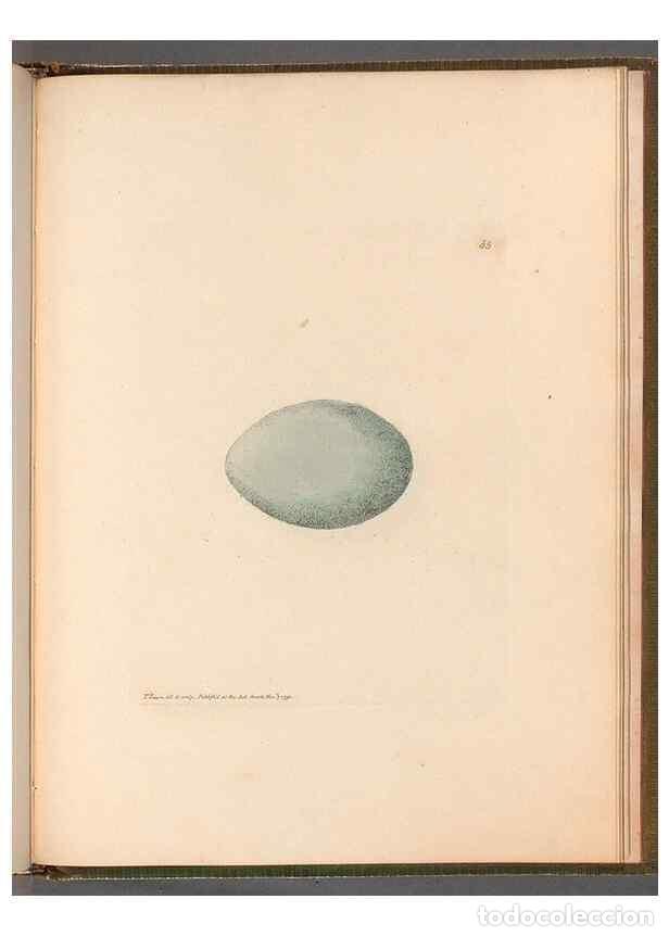 Sammeln von Zeitschriften und Zeitungen: Reproducci&oacute;n/Reproduction 49055727837: The birds of Great Britain,. 1795-1801.. - Lewin, William,