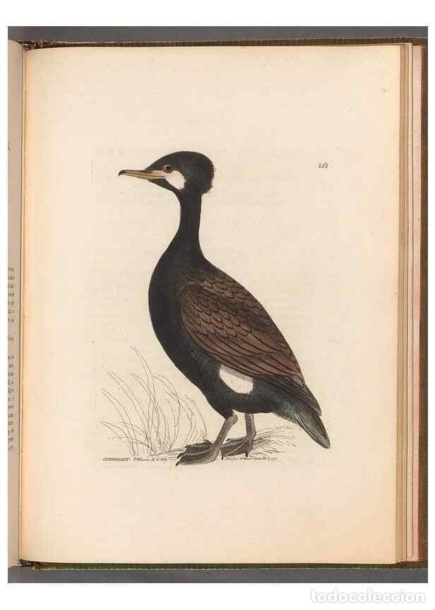 Collectionnisme de Revues et Journaux: Reproducci&oacute;n/Reproduction 49055511711: The birds of Great Britain,. 1795-1801.. - Lewin, William,