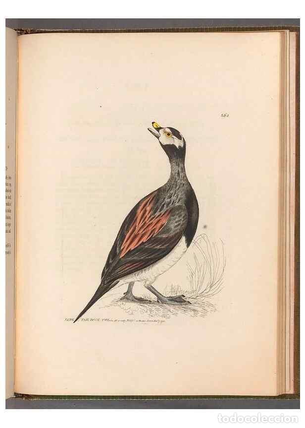 Coleccionismo de revistas y peri&oacute;dicos: Reproducci&oacute;n/Reproduction 49054995808: The birds of Great Britain,. 1795-1801.. - Lewin, William,