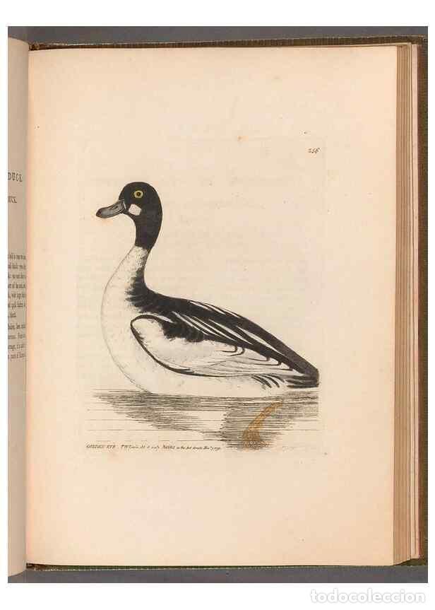 Collectionnisme de Revues et Journaux: Reproducci&oacute;n/Reproduction 49054993103: The birds of Great Britain,. 1795-1801.. - Lewin, William,