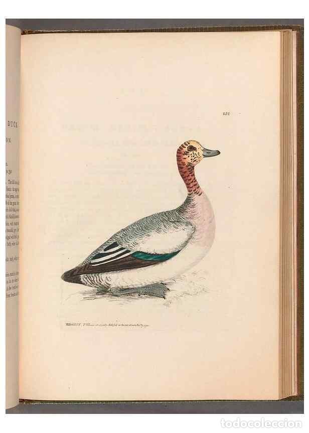 Collection Magazines and Newspapers: Reproducci&oacute;n/Reproduction 49055719307: The birds of Great Britain,. 1795-1801.. - Lewin, William,