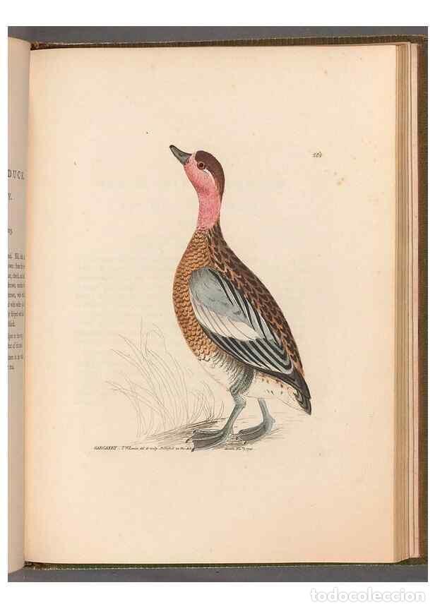 Coleccionismo de Revistas y Peri&oacute;dicos: Reproducci&oacute;n/Reproduction 49055510151: The birds of Great Britain,. 1795-1801.. - Lewin, William,