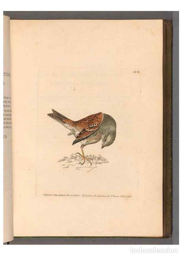 Colecionismo de Revistas e Jornais: Reproducci&oacute;n/Reproduction 49054627898: The birds of Great Britain,. 1795-1801.. - Lewin, William,