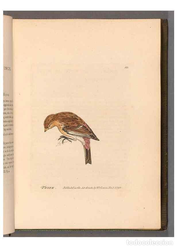 Coleccionismo de revistas y peri&oacute;dicos: Reproducci&oacute;n/Reproduction 49055140796: The birds of Great Britain,. 1795-1801.. - Lewin, William,