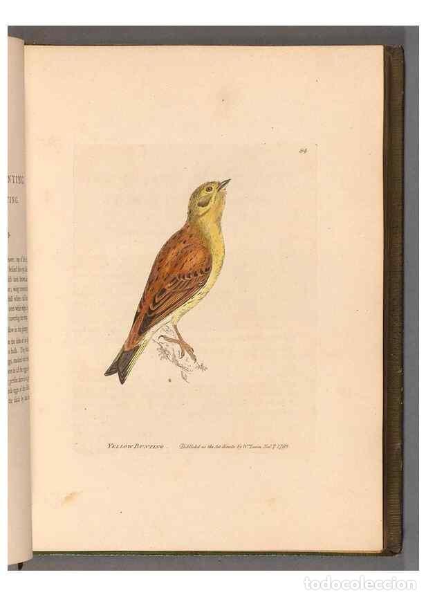 Colecionismo de Revistas e Jornais: Reproducci&oacute;n/Reproduction 49055357072: The birds of Great Britain,. 1795-1801.. - Lewin, William,