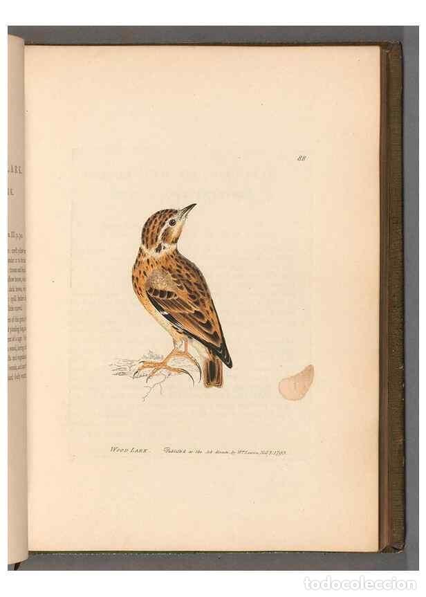 Sammeln von Zeitschriften und Zeitungen: Reproducci&oacute;n/Reproduction 49054629198: The birds of Great Britain,. 1795-1801.. - Lewin, William,