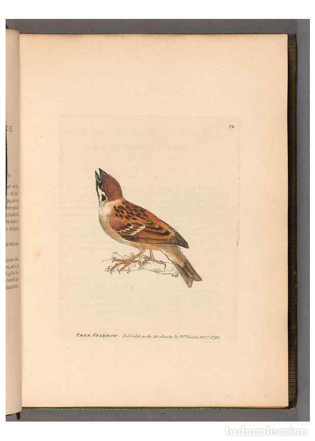 Collezionismo di Riviste e Giornali: Reproducci&oacute;n/Reproduction 49054623593: The birds of Great Britain,. 1795-1801.. - Lewin, William,