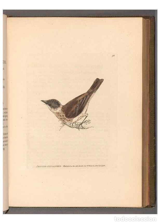 Sammeln von Zeitschriften und Zeitungen: Reproducci&oacute;n/Reproduction 49055360047: The birds of Great Britain,. 1795-1801.. - Lewin, William,