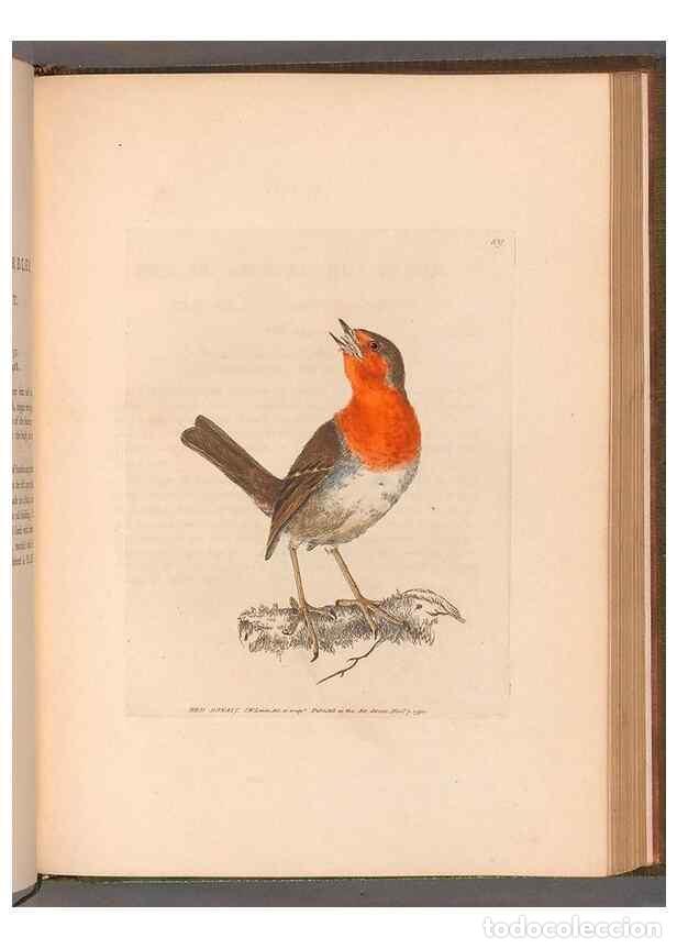 Colecionismo de Revistas e Jornais: Reproducci&oacute;n/Reproduction 49054669883: The birds of Great Britain,. 1795-1801.. - Lewin, William,
