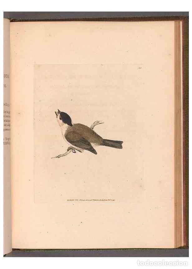 Sammeln von Zeitschriften und Zeitungen: Reproducci&oacute;n/Reproduction 49054673433: The birds of Great Britain,. 1795-1801.. - Lewin, William,