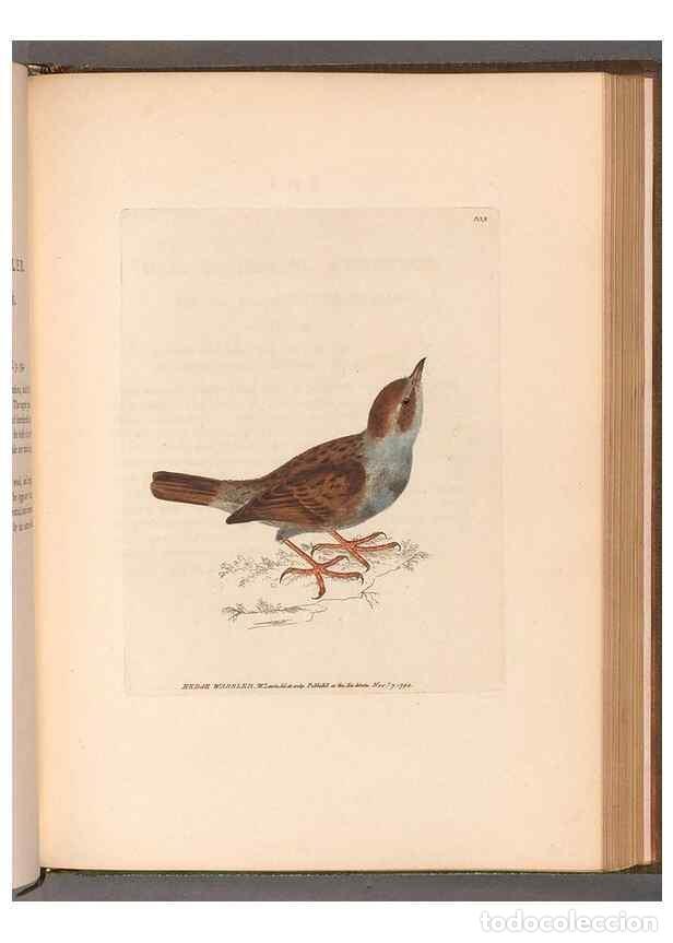 Coleccionismo de Revistas y Peri&oacute;dicos: Reproducci&oacute;n/Reproduction 49055182806: The birds of Great Britain,. 1795-1801.. - Lewin, William,