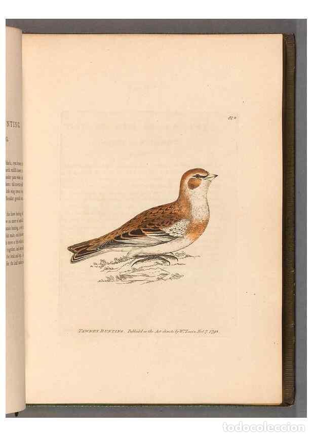 Colecionismo de Revistas e Jornais: Reproducci&oacute;n/Reproduction 49054626643: The birds of Great Britain,. 1795-1801.. - Lewin, William,