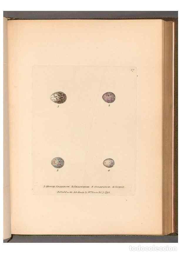 Collection Magazines and Newspapers: Reproducci&oacute;n/Reproduction 49054633183: The birds of Great Britain,. 1795-1801.. - Lewin, William,
