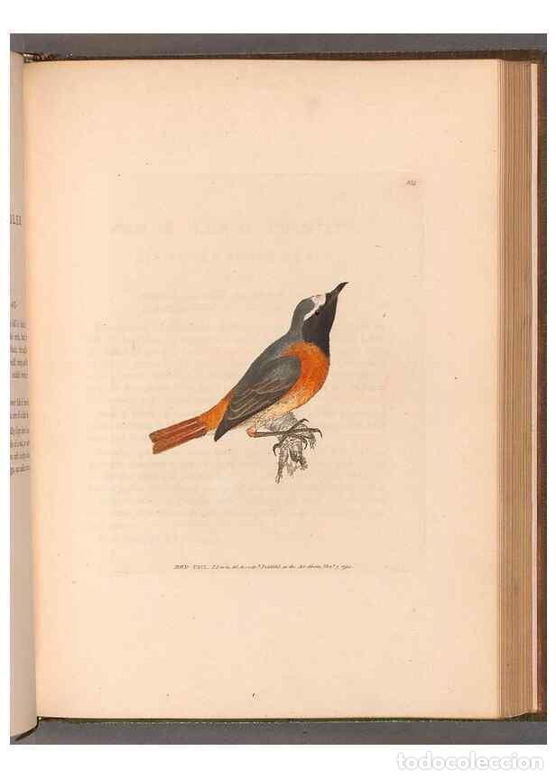 Collectionnisme de Revues et Journaux: Reproducci&oacute;n/Reproduction 49055183181: The birds of Great Britain,. 1795-1801.. - Lewin, William,