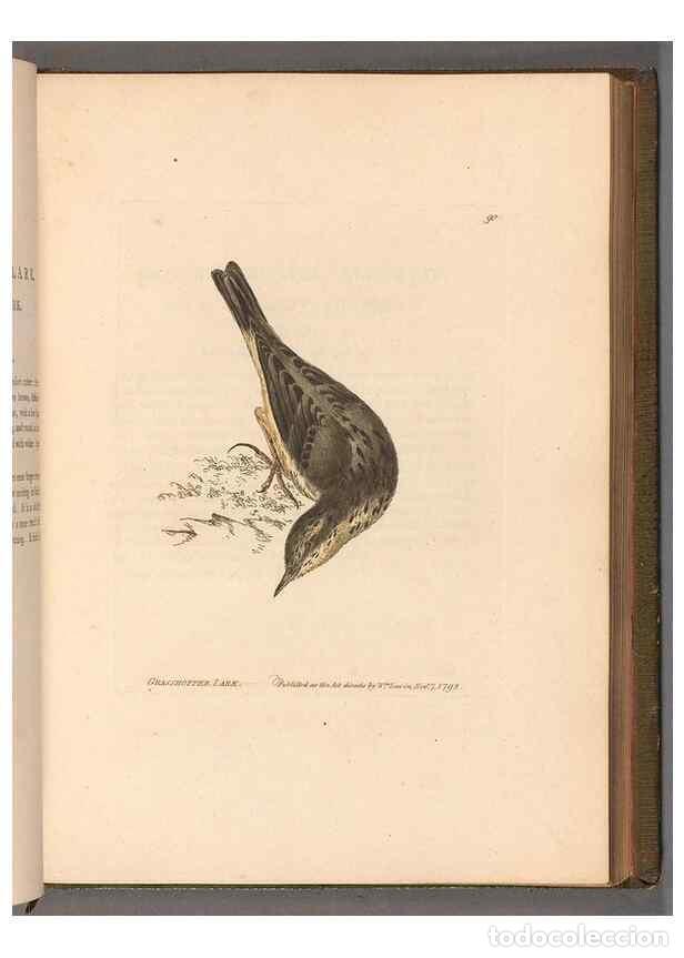 Sammeln von Zeitschriften und Zeitungen: Reproducci&oacute;n/Reproduction 49054629813: The birds of Great Britain,. 1795-1801.. - Lewin, William,