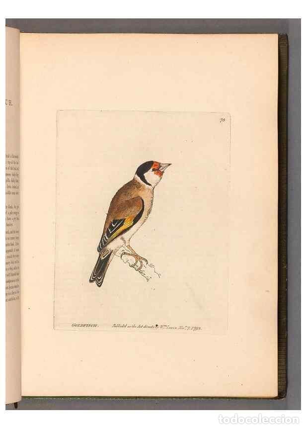 Collectionnisme de Revues et Journaux: Reproducci&oacute;n/Reproduction 49054624558: The birds of Great Britain,. 1795-1801.. - Lewin, William,