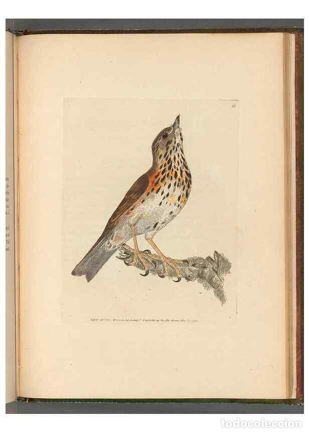 Collectionnisme de Revues et Journaux: Reproducci&oacute;n/Reproduction 49054888262: The birds of Great Britain,. 1795-1801.. - Lewin, William,