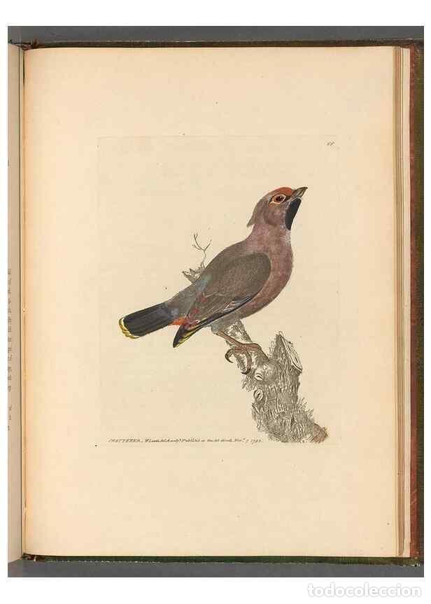 Sammeln von Zeitschriften und Zeitungen: Reproducci&oacute;n/Reproduction 49054675161: The birds of Great Britain,. 1795-1801.. - Lewin, William,