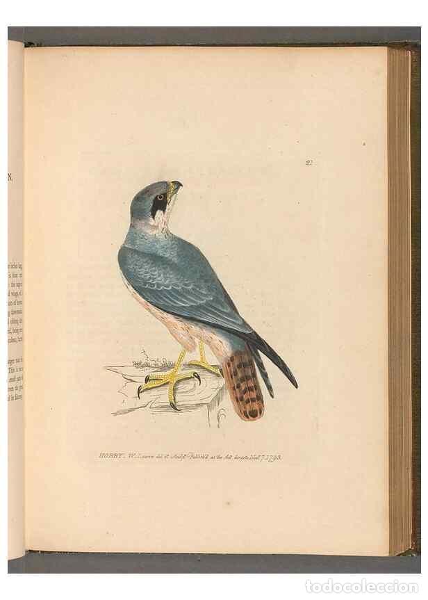 Sammeln von Zeitschriften und Zeitungen: Reproducci&oacute;n/Reproduction 49054434361: The birds of Great Britain,. 1795-1801.. - Lewin, William,