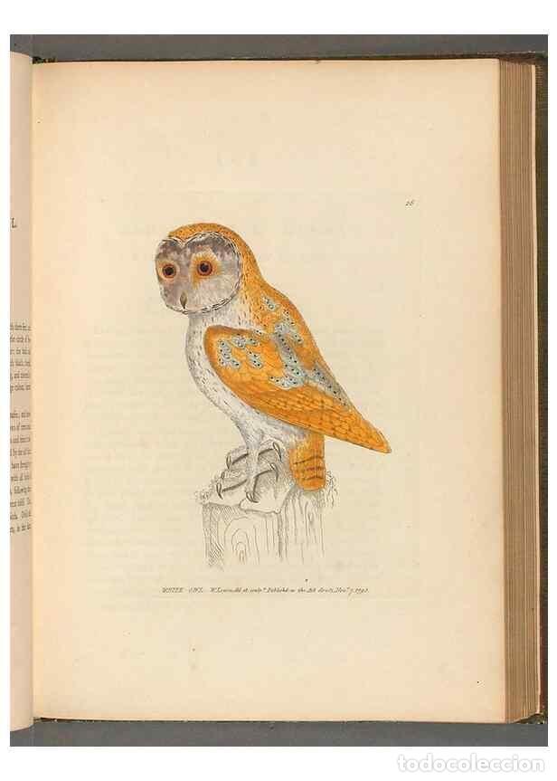 Collectionnisme de Revues et Journaux: Reproducci&oacute;n/Reproduction 49054650797: The birds of Great Britain,. 1795-1801.. - Lewin, William,
