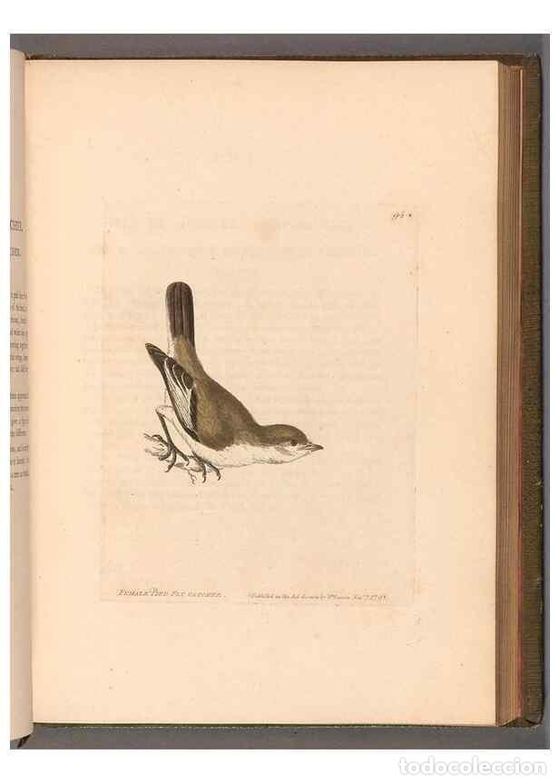 Colecionismo de Revistas e Jornais: Reproducci&oacute;n/Reproduction 49054631358: The birds of Great Britain,. 1795-1801.. - Lewin, William,