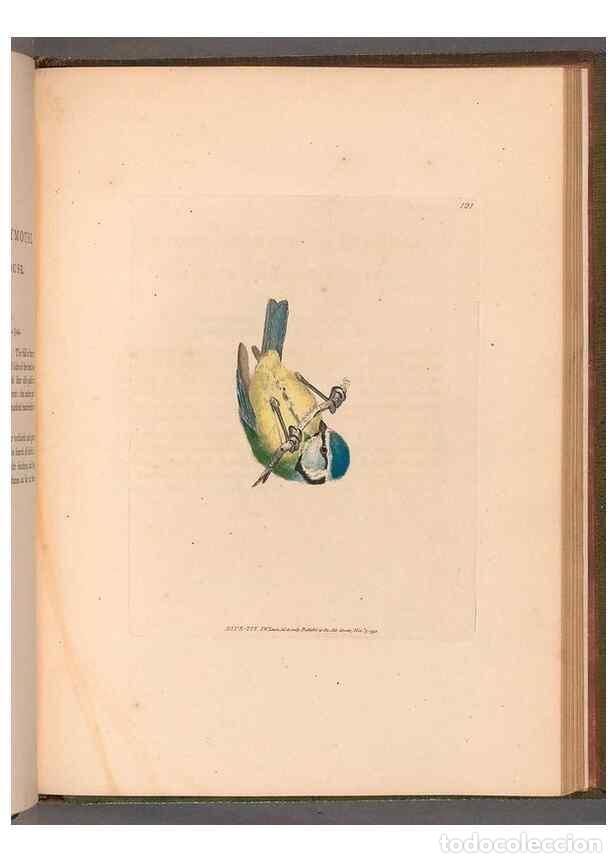 Sammeln von Zeitschriften und Zeitungen: Reproducci&oacute;n/Reproduction 49055402527: The birds of Great Britain,. 1795-1801.. - Lewin, William,