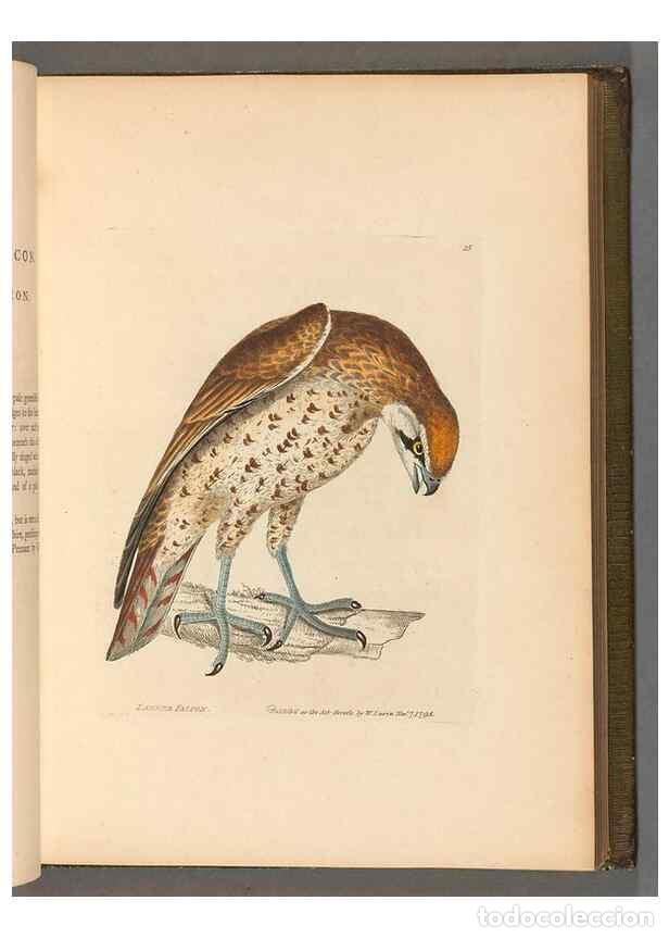 Collection Magazines and Newspapers: Reproducci&oacute;n/Reproduction 49054648602: The birds of Great Britain,. 1795-1801.. - Lewin, William,