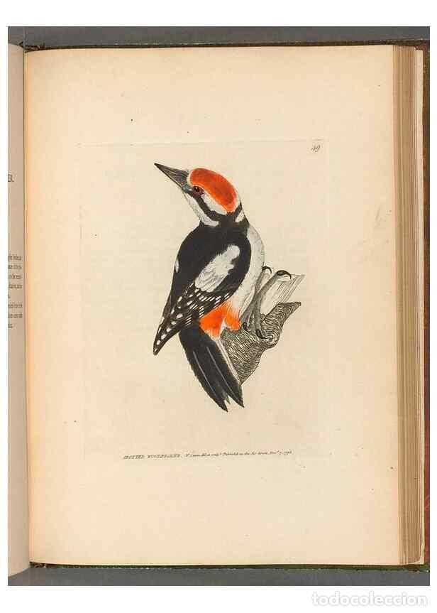 Colecionismo de Revistas e Jornais: Reproducci&oacute;n/Reproduction 49054144568: The birds of Great Britain,. 1795-1801.. - Lewin, William,