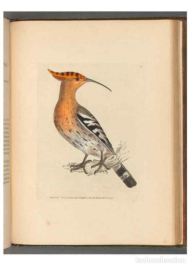 Sammeln von Zeitschriften und Zeitungen: Reproducci&oacute;n/Reproduction 49054874362: The birds of Great Britain,. 1795-1801.. - Lewin, William,