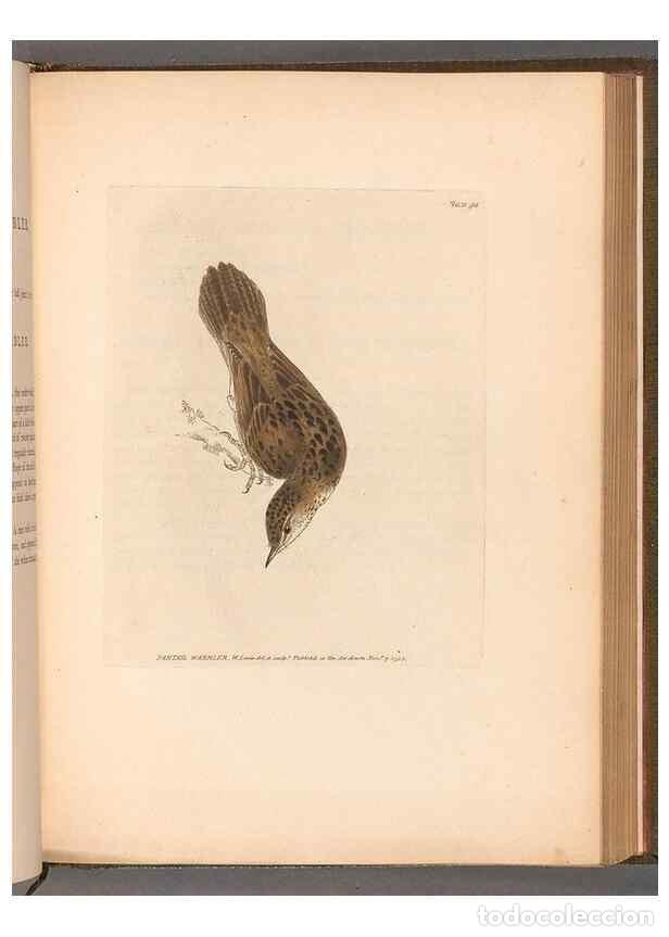 Collectionnisme de Revues et Journaux: Reproducci&oacute;n/Reproduction 49055180776: The birds of Great Britain,. 1795-1801.. - Lewin, William,