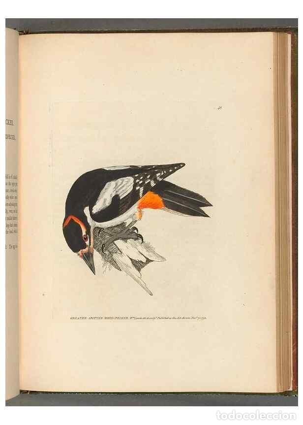 Colecionismo de Revistas e Jornais: Reproducci&oacute;n/Reproduction 49054659106: The birds of Great Britain,. 1795-1801.. - Lewin, William,