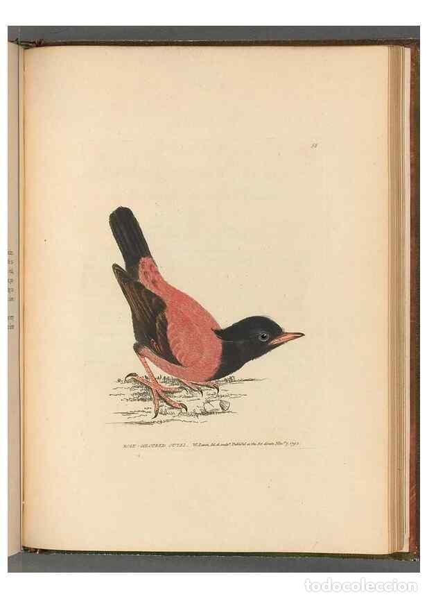 Collezionismo di Riviste e Giornali: Reproducci&oacute;n/Reproduction 49054886722: The birds of Great Britain,. 1795-1801.. - Lewin, William,