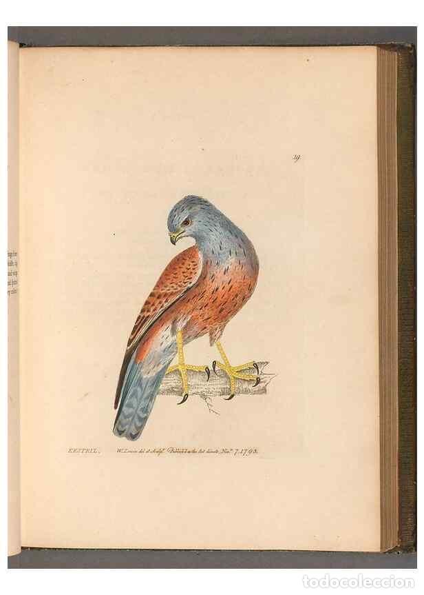 Colecionismo de Revistas e Jornais: Reproducci&oacute;n/Reproduction 49053920633: The birds of Great Britain,. 1795-1801.. - Lewin, William,