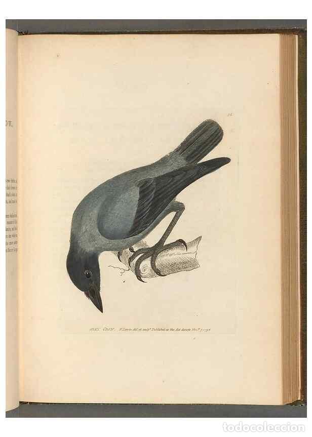 Sammeln von Zeitschriften und Zeitungen: Reproducci&oacute;n/Reproduction 49054868592: The birds of Great Britain,. 1795-1801.. - Lewin, William,