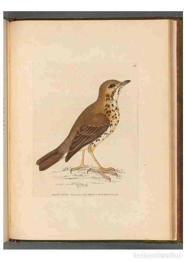 Collectionnisme de Revues et Journaux: Reproducci&oacute;n/Reproduction 49054887962: The birds of Great Britain,. 1795-1801.. - Lewin, William,