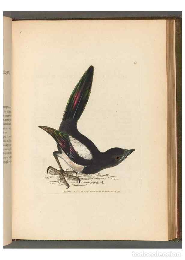 Collezionismo di Riviste e Giornali: Reproducci&oacute;n/Reproduction 49054869902: The birds of Great Britain,. 1795-1801.. - Lewin, William,