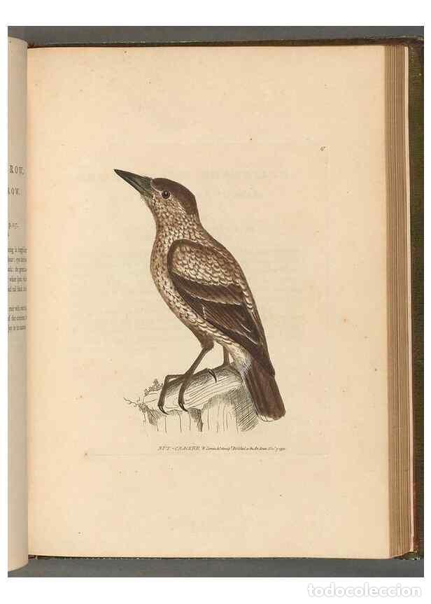 Collectionnisme de Revues et Journaux: Reproducci&oacute;n/Reproduction 49054869167: The birds of Great Britain,. 1795-1801.. - Lewin, William,