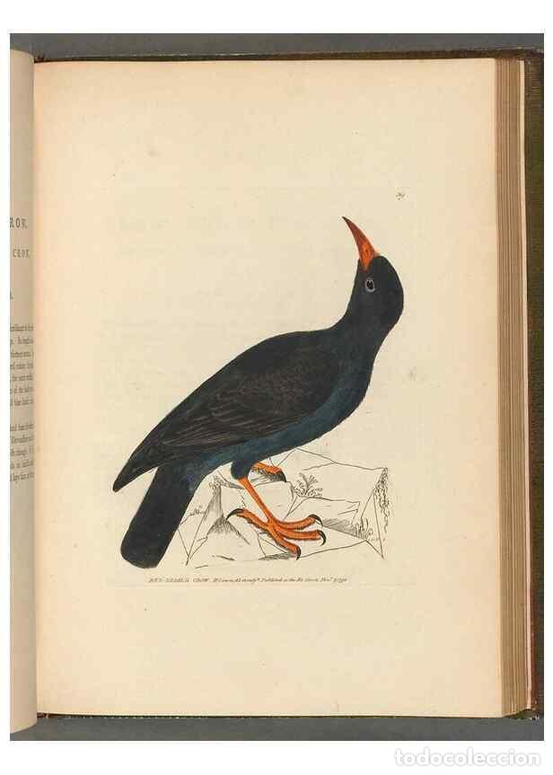 Coleccionismo de revistas y peri&oacute;dicos: Reproducci&oacute;n/Reproduction 49054656586: The birds of Great Britain,. 1795-1801.. - Lewin, William,