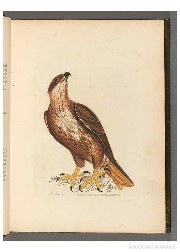 Collection Magazines and Newspapers: Reproducci&oacute;n/Reproduction 49054502497: The birds of Great Britain,. 1795-1801.. - Lewin, William,