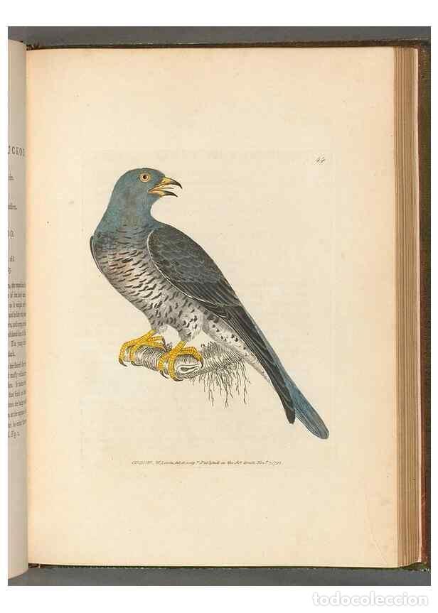 Collezionismo di Riviste e Giornali: Reproducci&oacute;n/Reproduction 49054871152: The birds of Great Britain,. 1795-1801.. - Lewin, William,