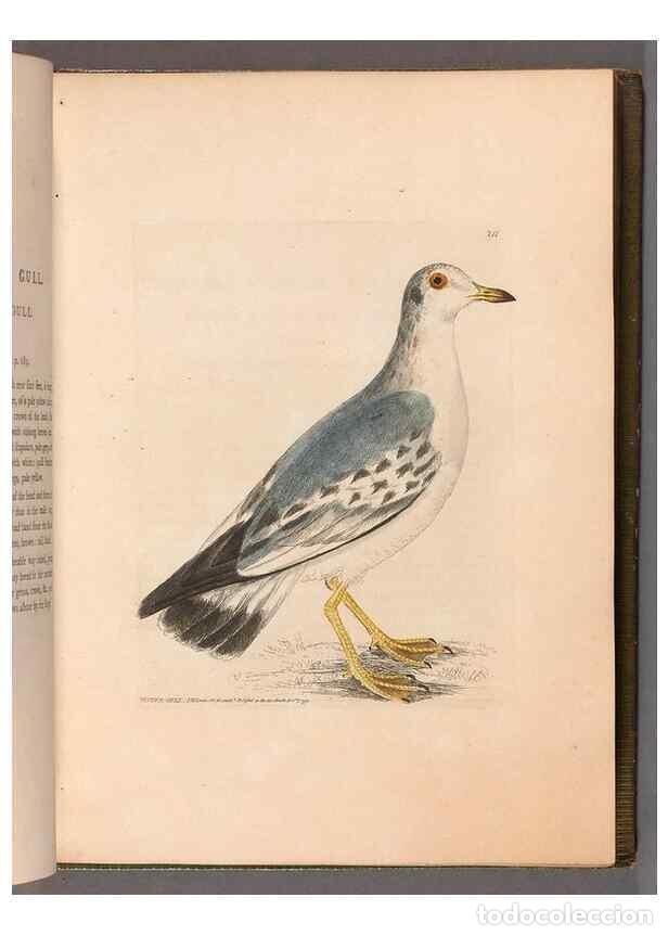 Coleccionismo de revistas y peri&oacute;dicos: Reproducci&oacute;n/Reproduction 49055435256: The birds of Great Britain,. 1795-1801.. - Lewin, William,