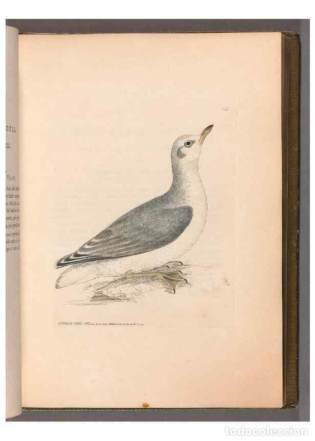 Collection Magazines and Newspapers: Reproducci&oacute;n/Reproduction 49055648767: The birds of Great Britain,. 1795-1801.. - Lewin, William,