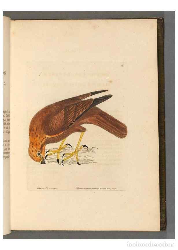 Coleccionismo de revistas y peri&oacute;dicos: Reproducci&oacute;n/Reproduction 49054625597: The birds of Great Britain,. 1795-1801.. - Lewin, William,